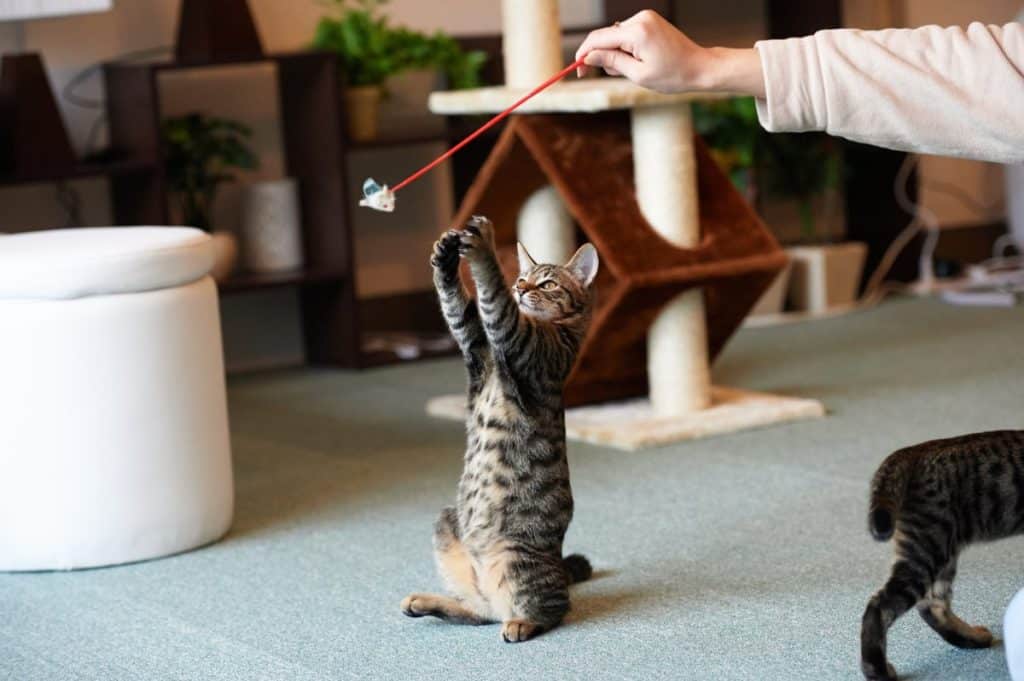 10 Safety Tips For Cat Playtime - CatTime