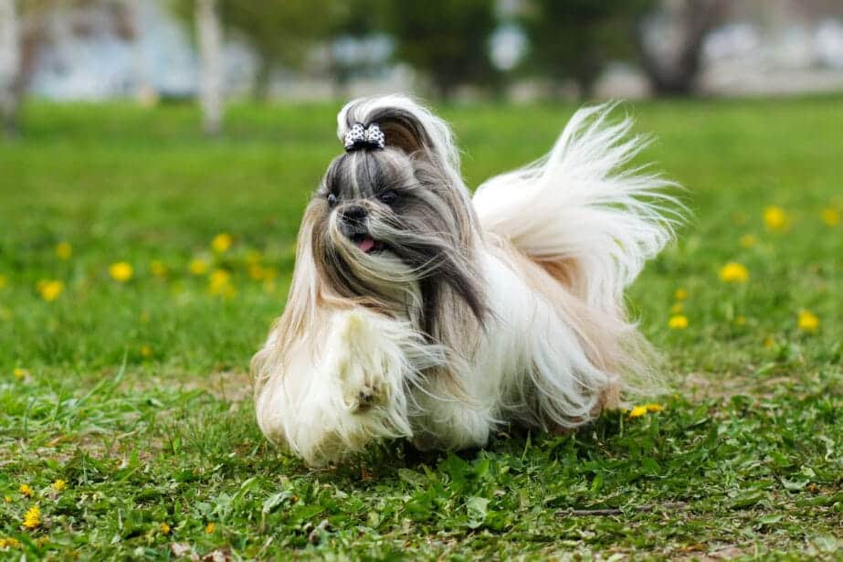 Shih Tzu Breed: Characteristics, Care & Photos | BeChewy
