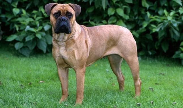 Bullmastiff Standing in Grass