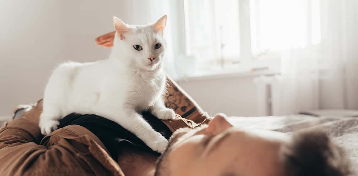 Why do cats knead? Here are 6 reasons - The Vets