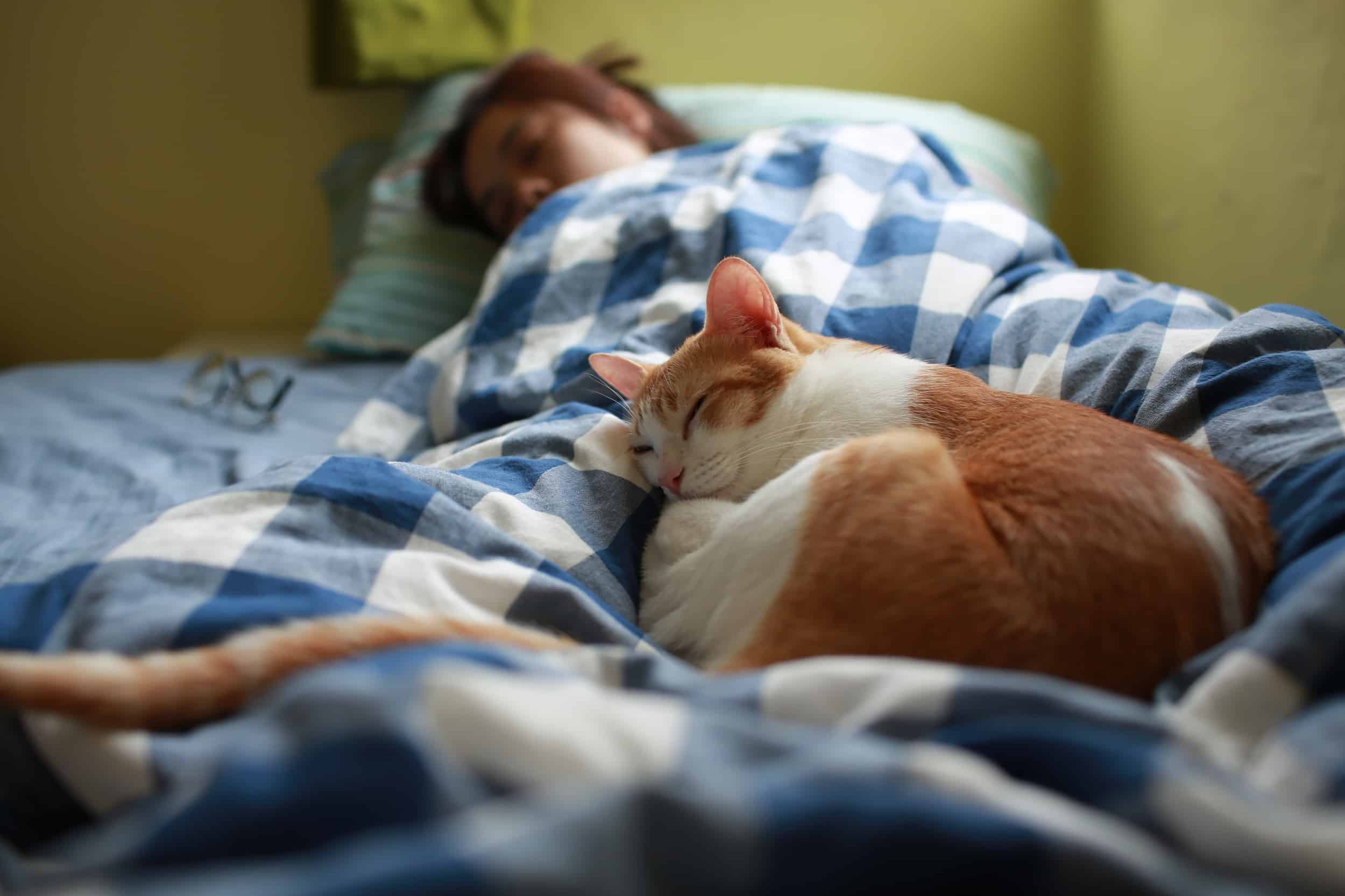 Why Do Cats Like to Sleep With Their Owners? - Newsweek