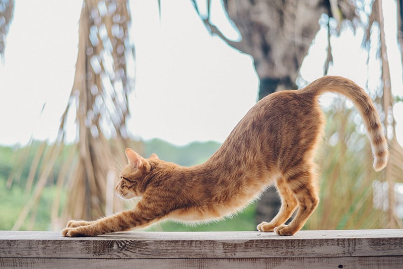 7 Favorite Cat Stretches (With Infographic) - Catster