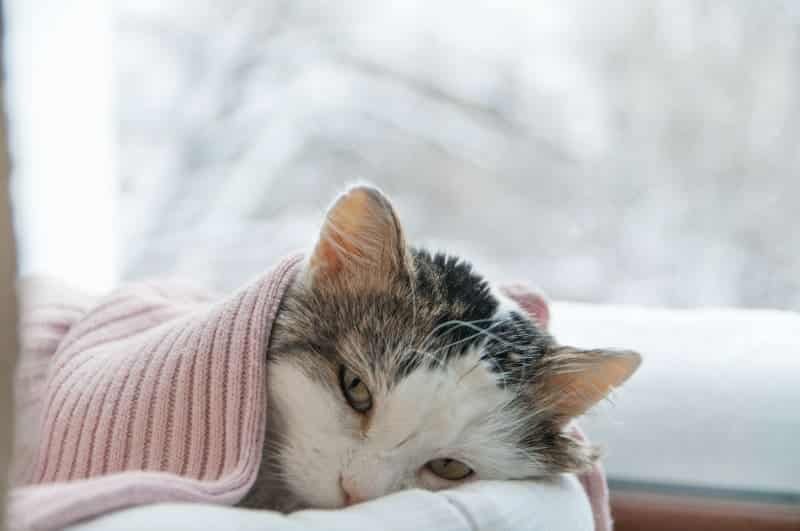 How to Tell if Your Cat is Sick: Signs & Symptoms | Mooresville Vets | Lake  Norman at Mooresville Animal Hospital