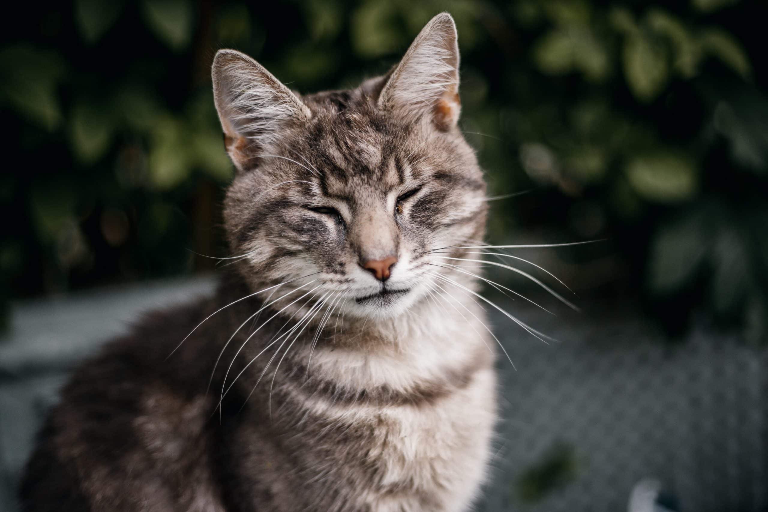 Top Tip: Understanding cat blinks! | International Cat Care