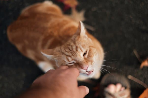 What is the significance of a cat's scent to them? Why do cats enjoy  rubbing their faces on people? - Quora