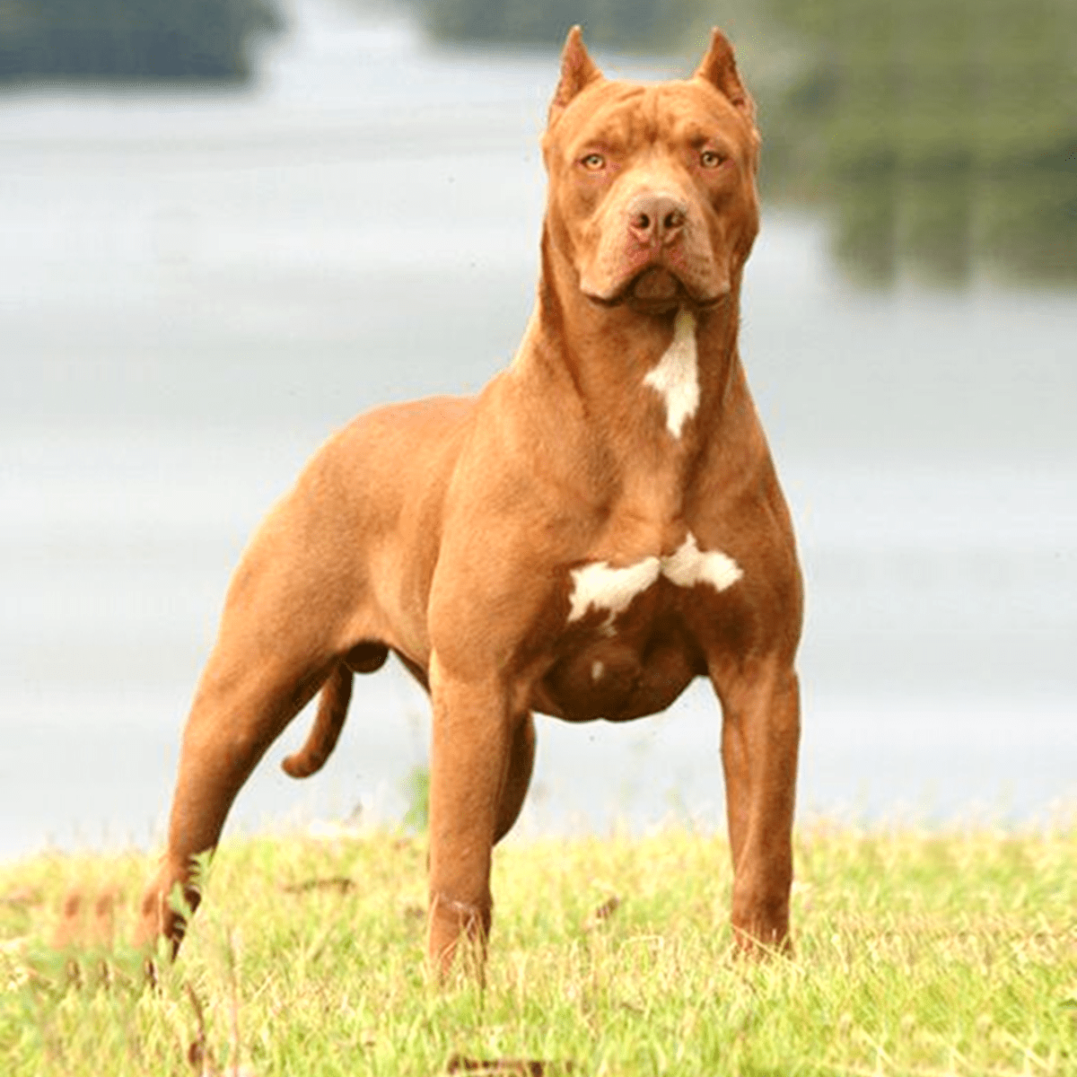 Why Pit Bulls Are Controversial - PetHelpful