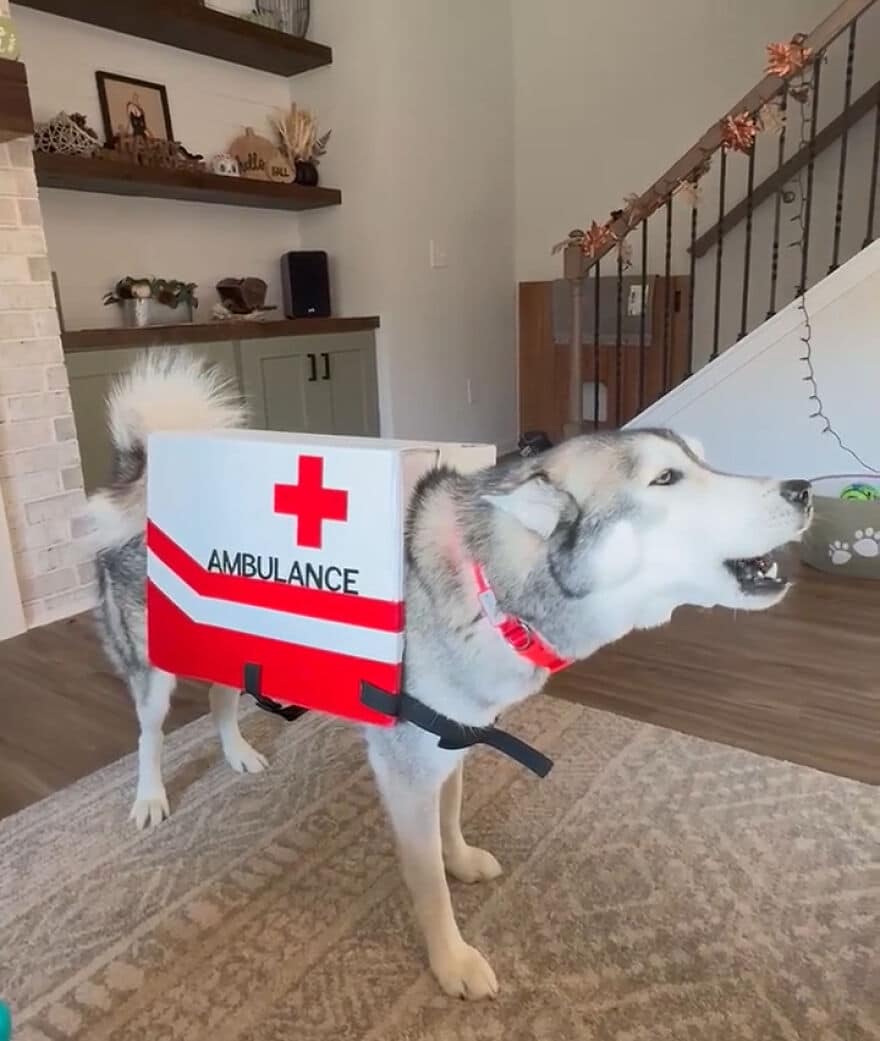 My Sister’s Husky Has A Fantastic Costume This Year My Sister’s Husky Has A Fantastic Costume This Year