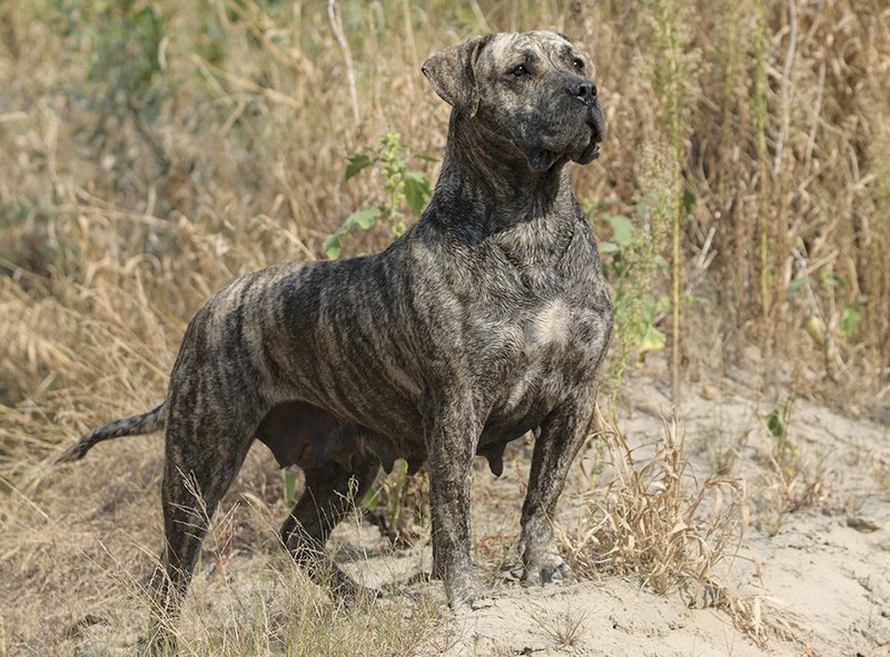 Presa Canario - Wikipedia