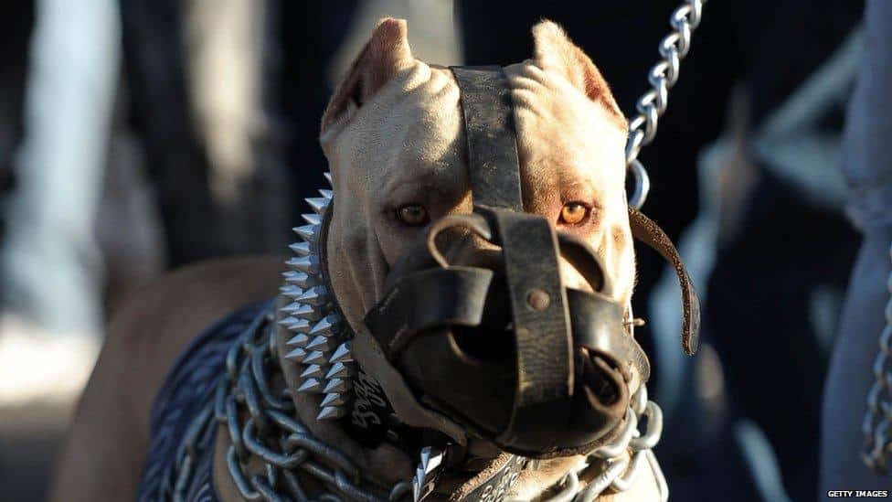A short history of the 'dangerous dog' and why certain breeds are banned - BBC News
