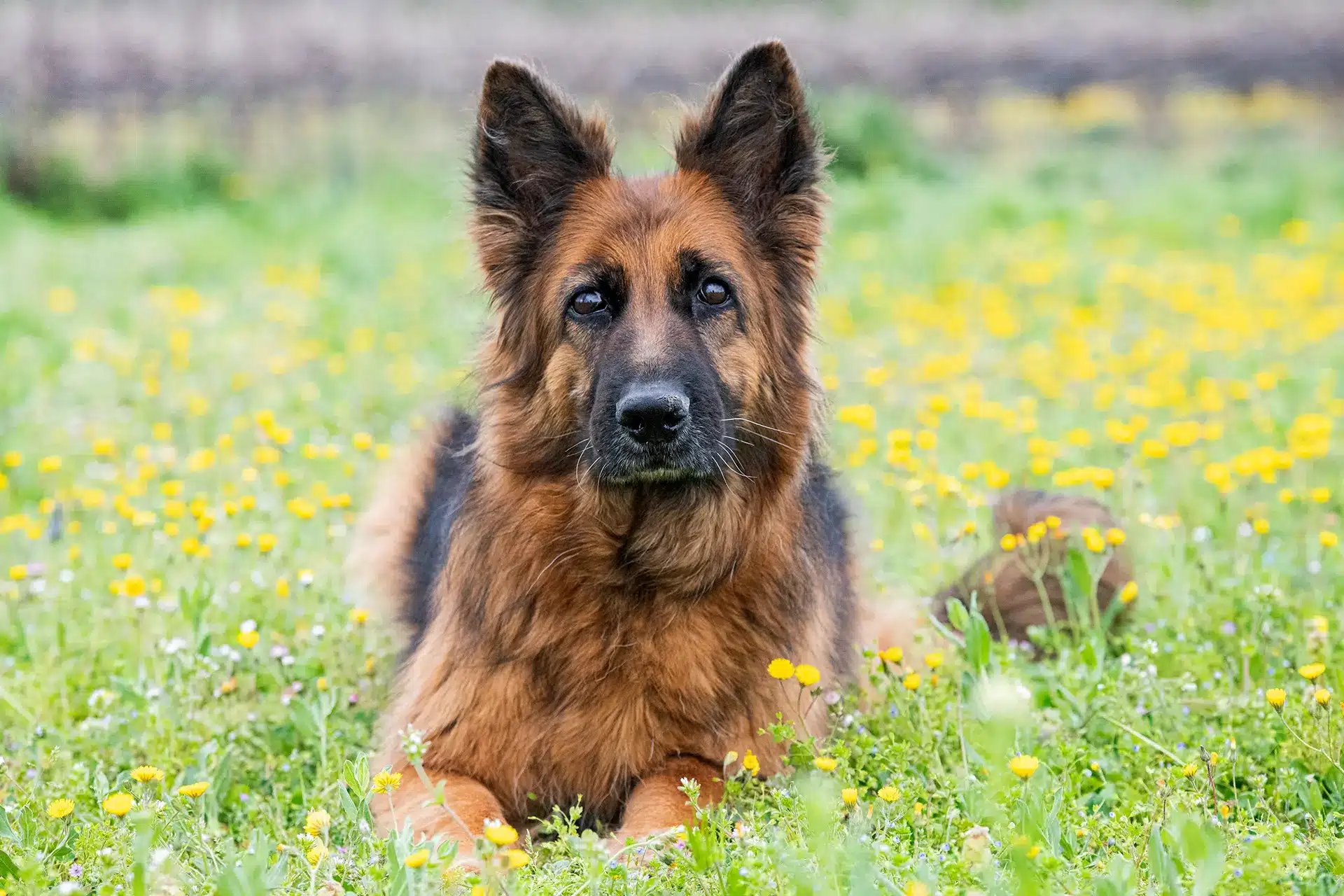 A guide to German Shepherds: characteristics, lifespan, personality and  more - Bella+Duke