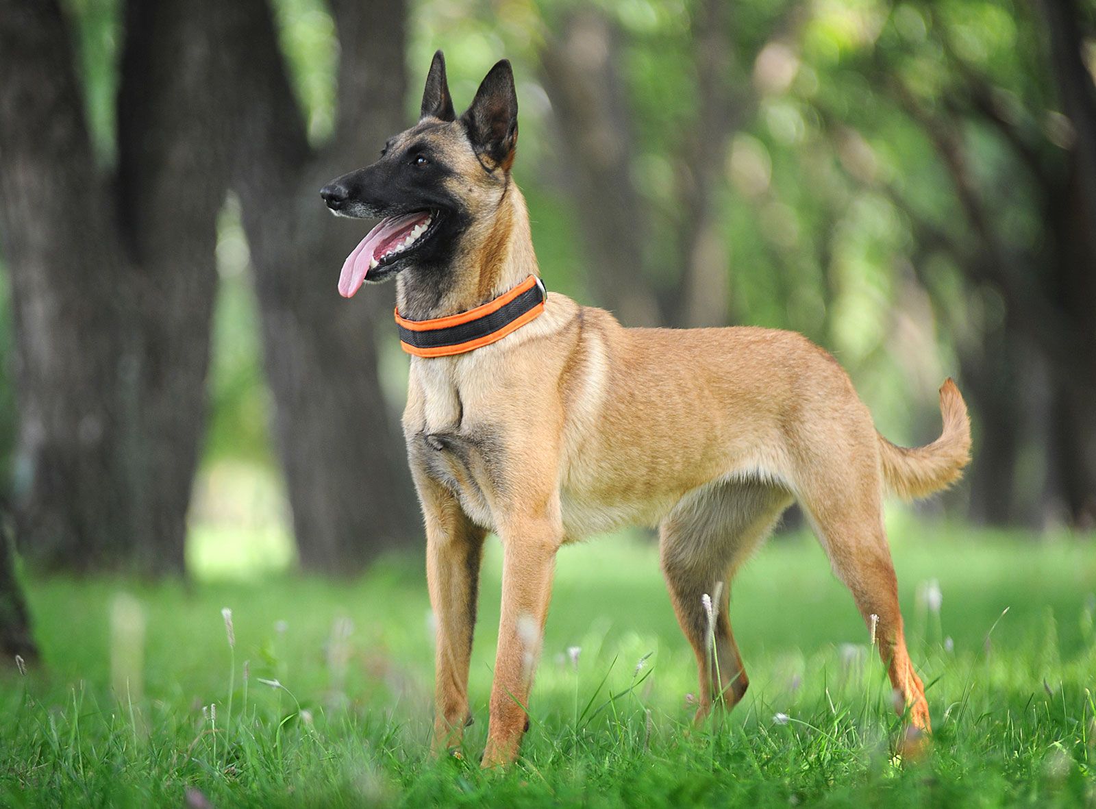Belgian Malinois | Temperament, Size, Training & Lifespan | Britannica