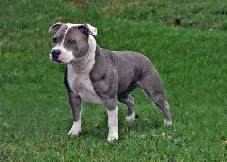 Blue and White Staffordshire Bull Terrier Dog Breed Information &  Characteristics (2025) | Dosty