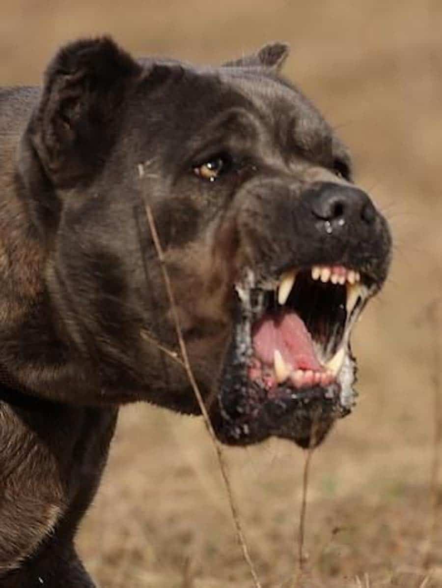 Cane Corso Italian Mastiff Guard Dog Breed Info, Images, Videos, FAQs