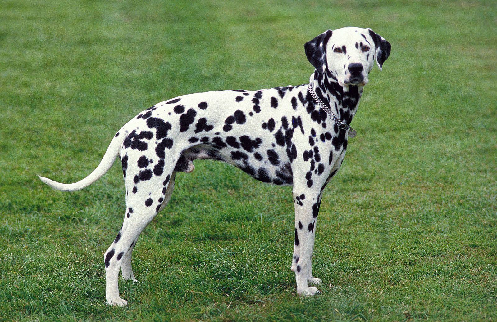 Dalmatian | Characteristics, Temperament, Size & Lifespan | Britannica