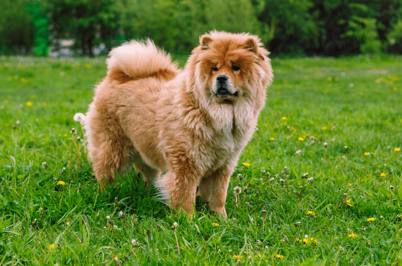 Are Chow Chows Dangerous?