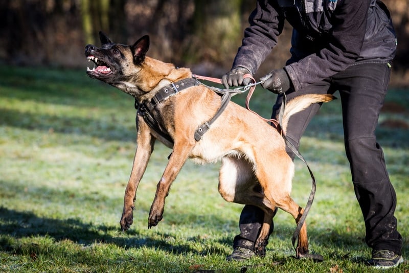 How Aggressive Are Belgian Malinois? Breed Facts & FAQ – Dogster