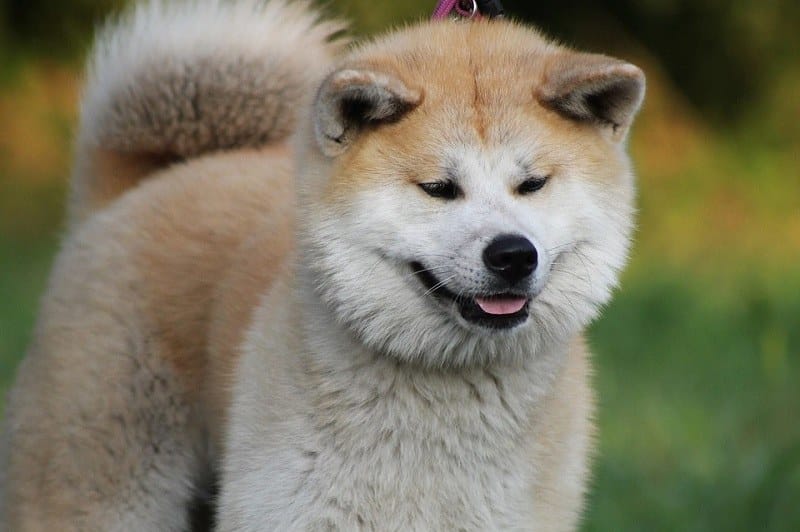 Are Akitas Dangerous? Dog Temperament & Training Tips Explained | Hepper  Pet Resources