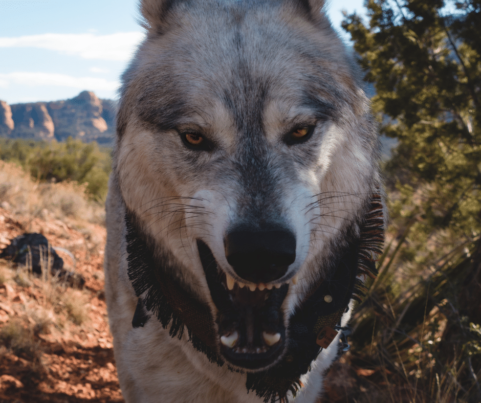 Are Wolf Dogs Dangerous? Here's What You Need To Know | Living Tiny With A  Wolf
