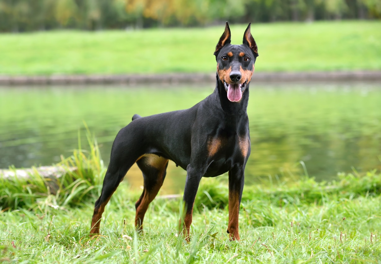 Doberman Breed Information Guide: Traits & Care | BARK Post