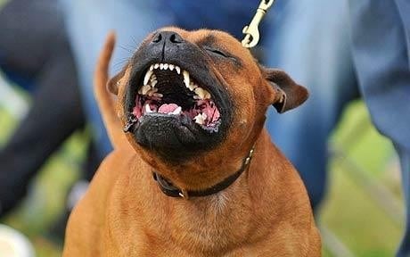Staffordshire bull terrier mauls owner to death 'in presence of TV crew' |  IBTimes UK