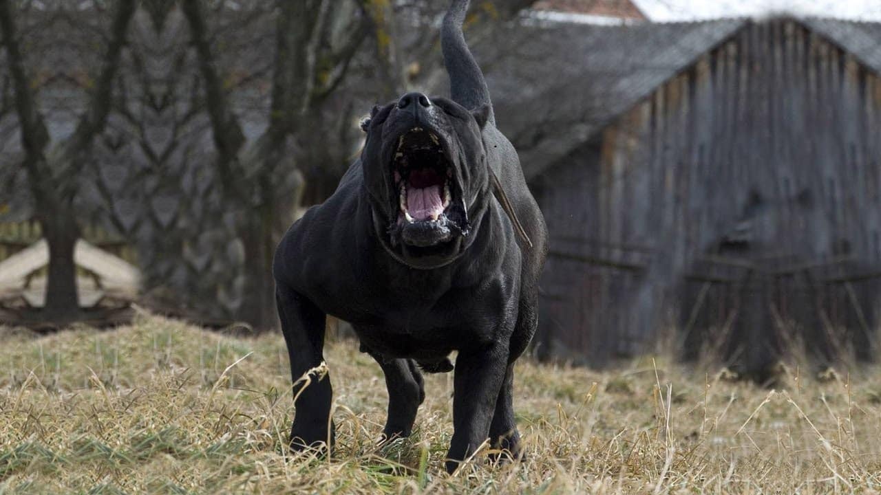 THE PRESA CANERIO DOG - DANGEROUS & BANNED?