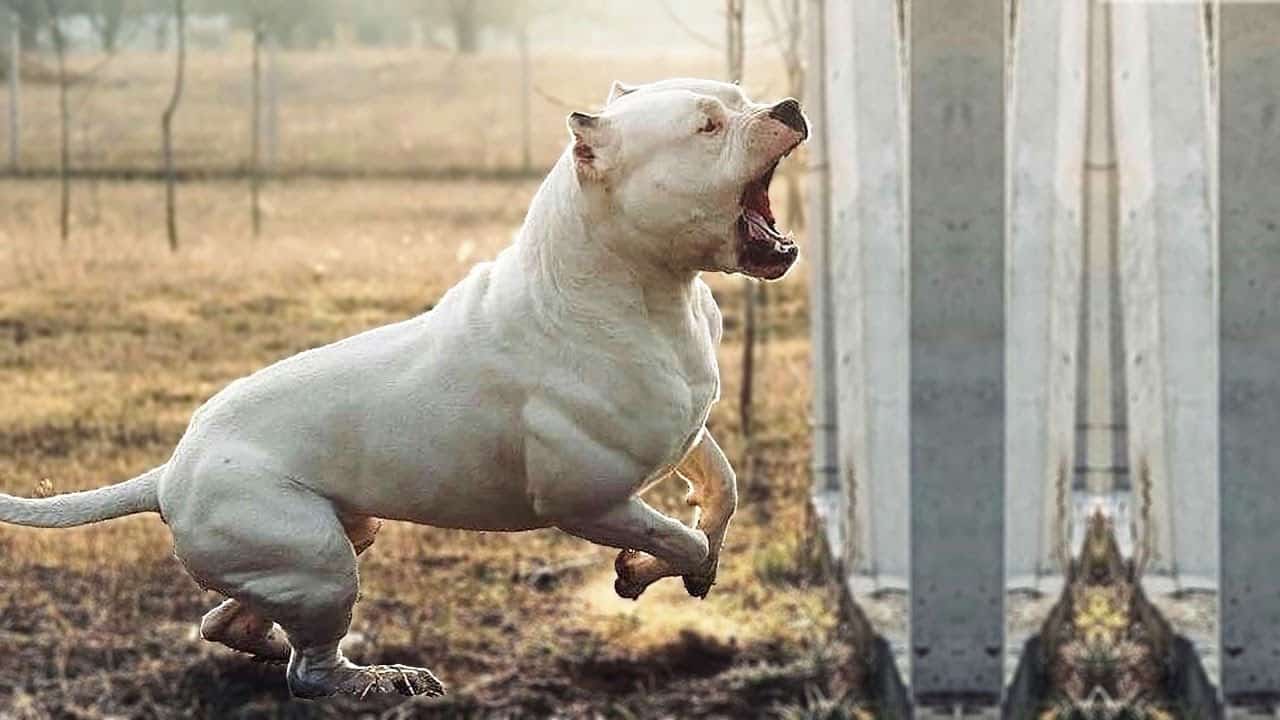 THE DOGO ARGENTINO - GUARD DOG OR DANGEROUS? - perro de montaña