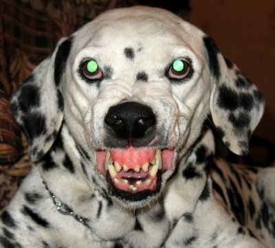 Angry Dalmatian Dog with Green Eyes