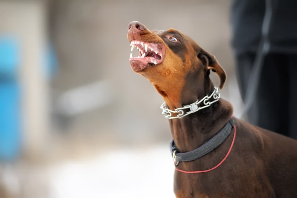 Are Dobermans Mean, Dangerous, or Overly Aggressive? - Doberman Planet