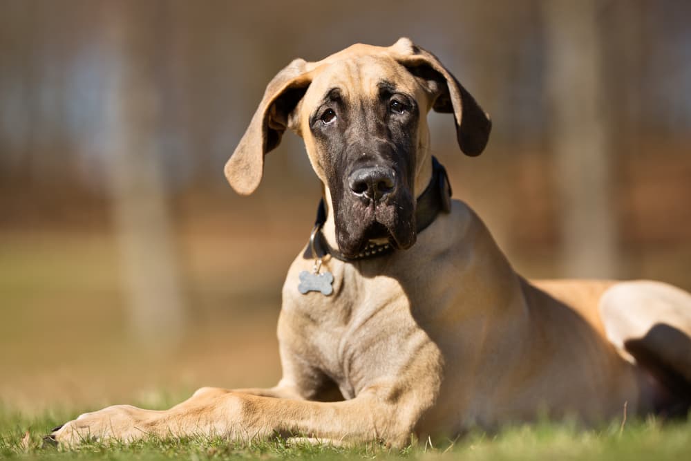 Are Great Danes Dangerous? - The New Jersey Dog Bite Lawyer