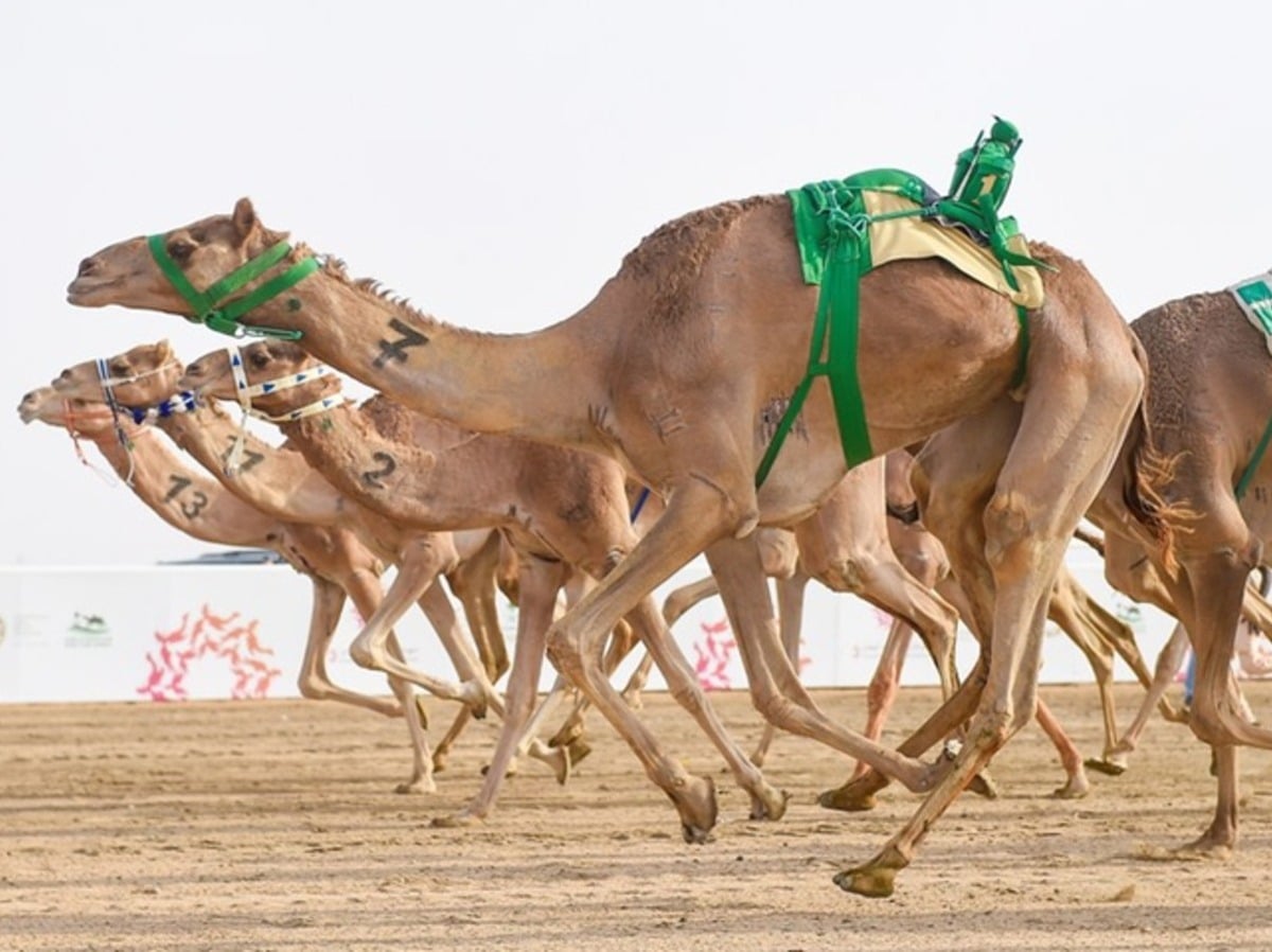 Want to experience a Camel Festival in Saudi?