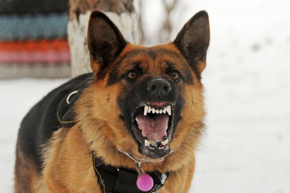 Dangerous police dog on the loose in Vic Falls - CITEZW