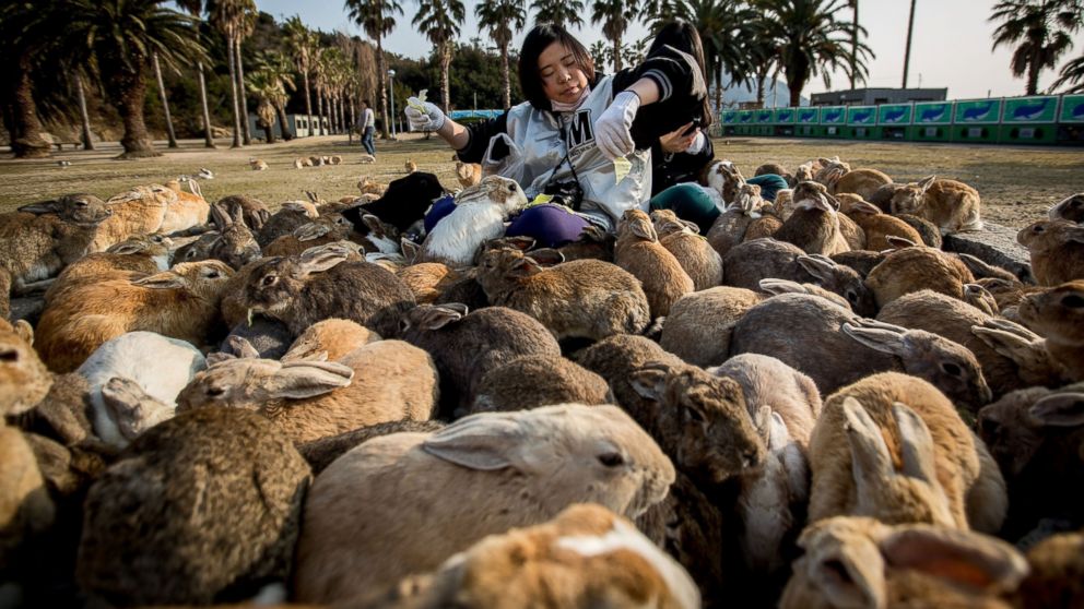 Bunny Island, Fox Village, Cat Island: A Look Into Japan's Paradises for  Animal Lovers - ABC News