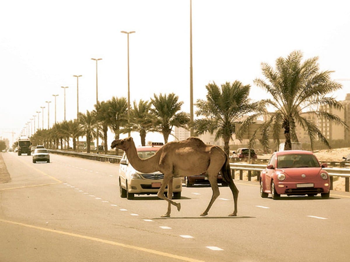 Five killed in freak camel accident on Saudi Arabia highway