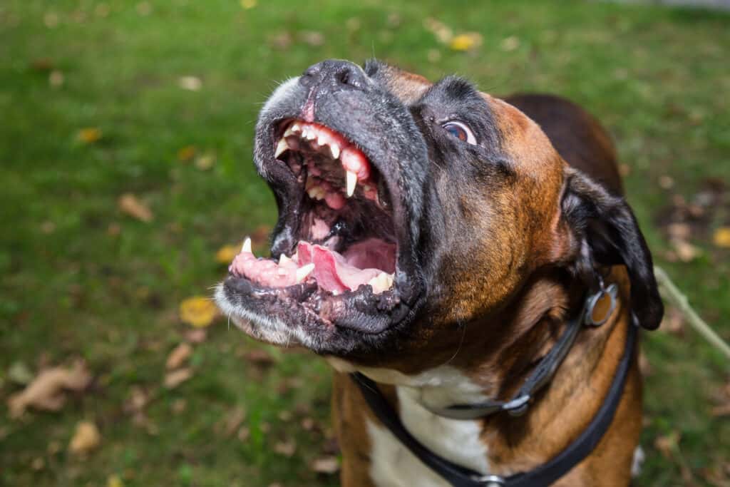 Are Boxers the Most Troublesome Dogs? 5 Common Complaints About Them - A-Z  Animals