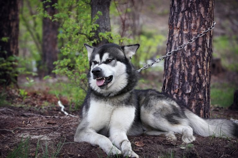 Alaskan Malamute Are They Dangerous 2025 | www.ieslevante.es