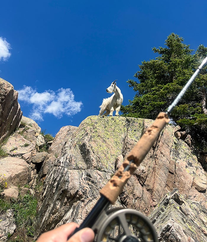 I Hiked 3000 Feet Of Elevation To A High Alpine Lake Only For A Mountain Goat To Eat My Fly Rod I Hiked 3000 Feet Of Elevation To A High Alpine Lake Only For A Mountain Goat To Eat My Fly Rod