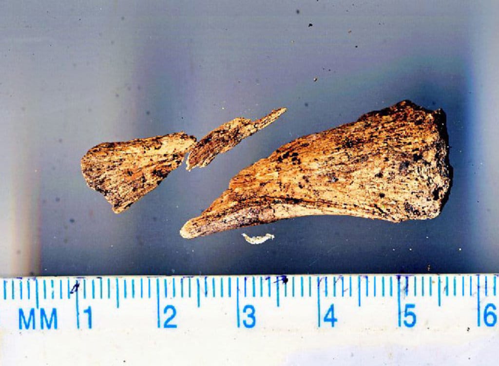 Amelia Earhart's finger bone recovered?