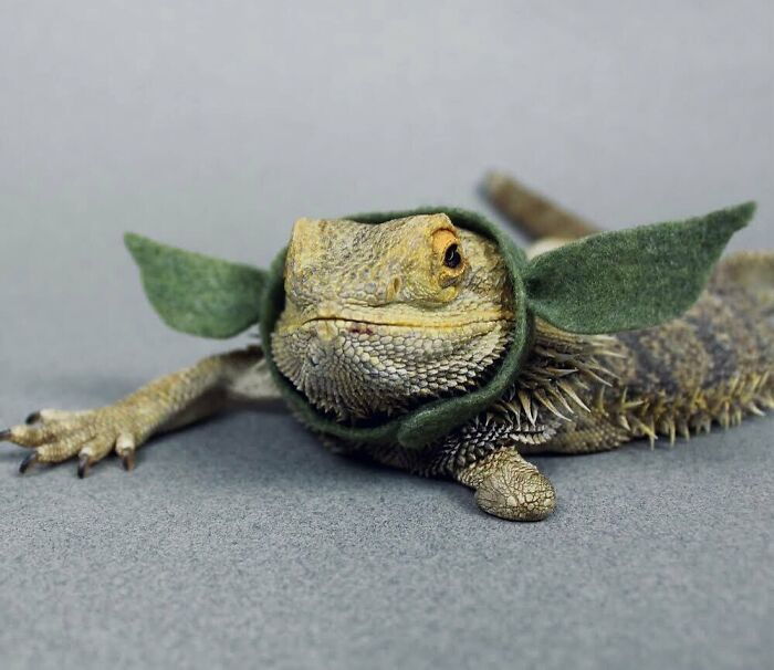 Bearded Dragon Costume Bearded Dragon Costume