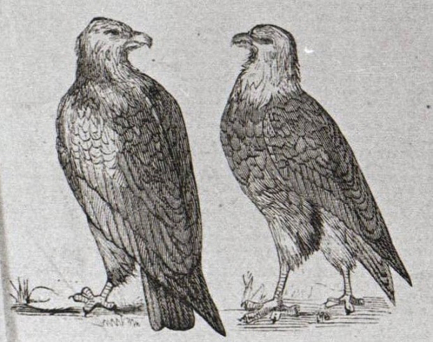 All the President's Pets - LancasterHistory