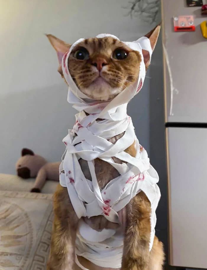 Halloween Kitty