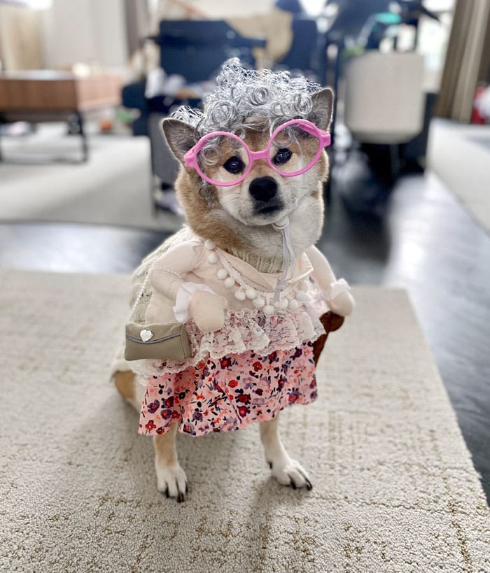 She Won The Halloween Costume Contest For Pets At An Animal Hospital I Work At She Won The Halloween Costume Contest For Pets At An Animal Hospital I Work At
