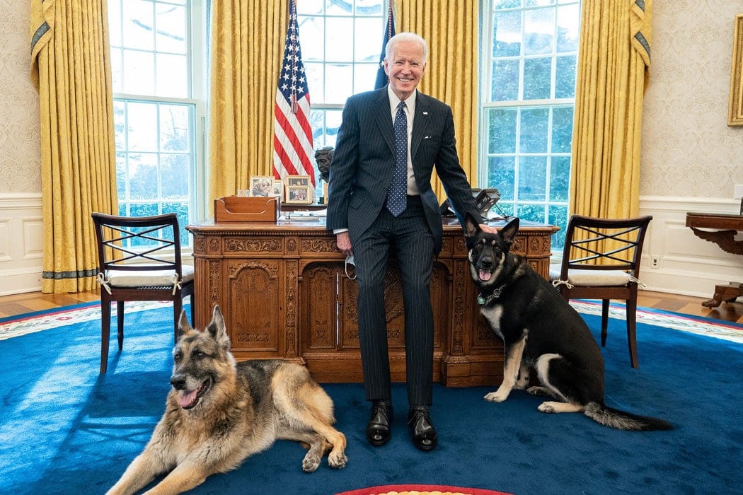 Dogs of the Bidenverse - JSTOR Daily