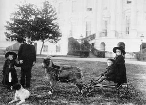 Benjamin Harrison's Pet Goat | Presidential Pet Museum