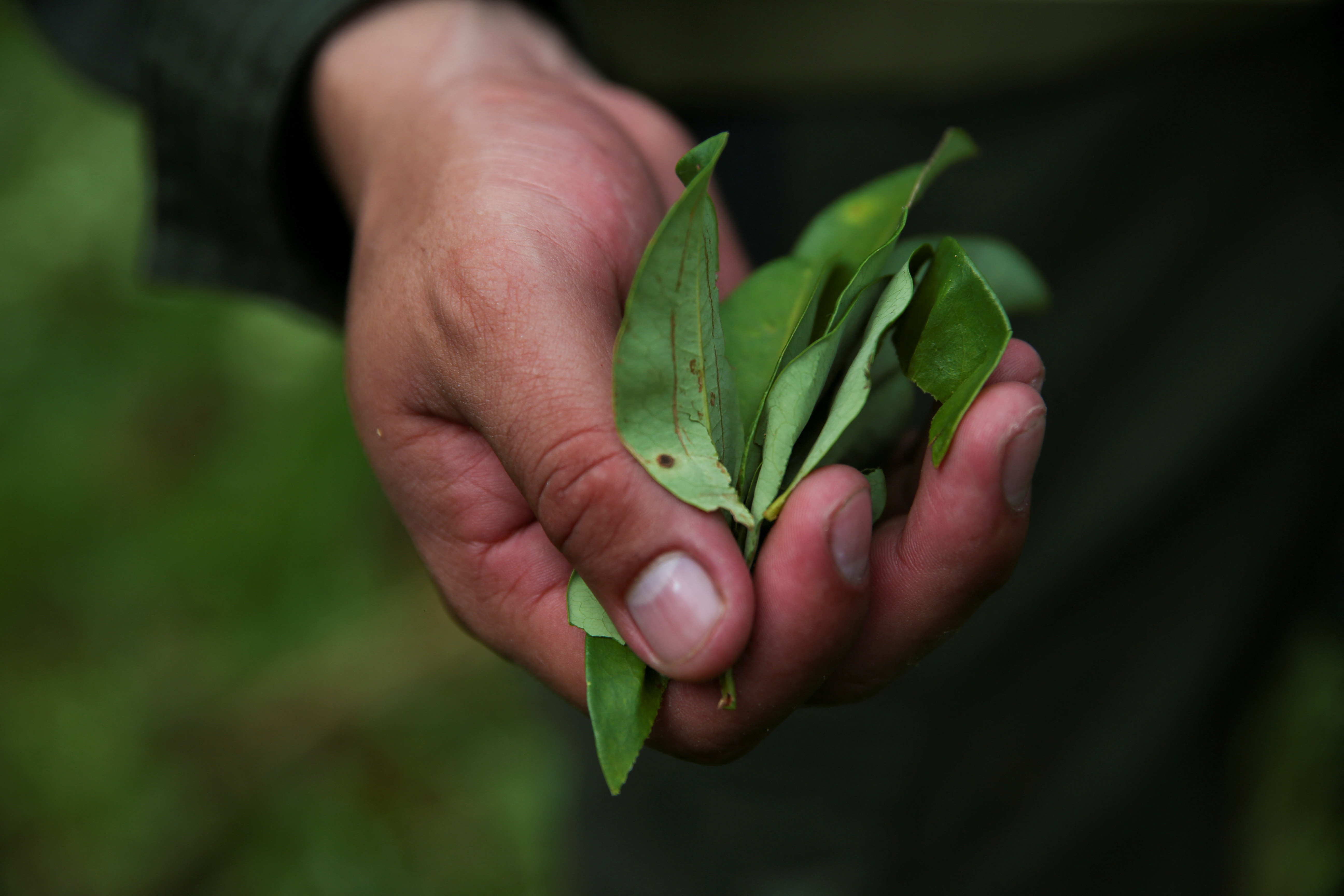 Cocaine still Colombia drug gangs' top export despite fentanyl's ascendancy  | Reuters