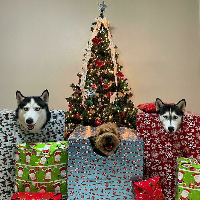 Merry Christmas Merry Christmas