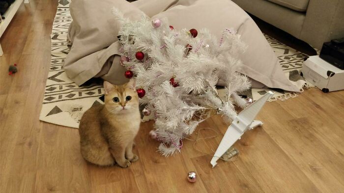 Her Annual Christmas Ritual Her Annual Christmas Ritual