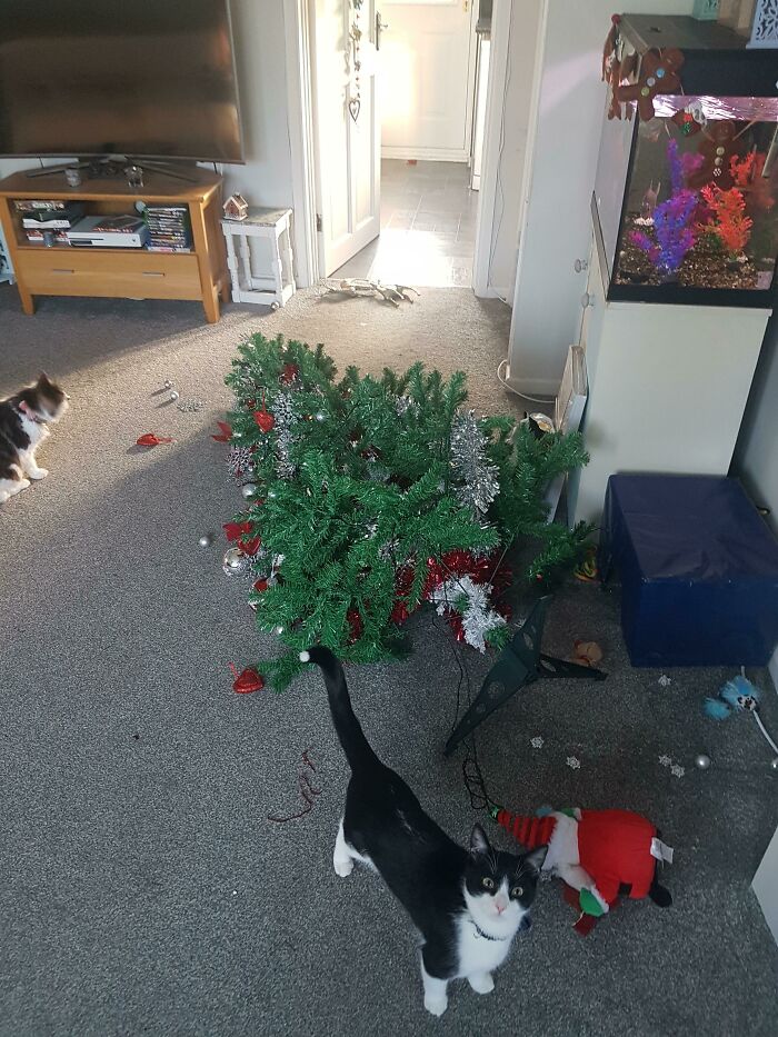 Tom's 1st Christmas