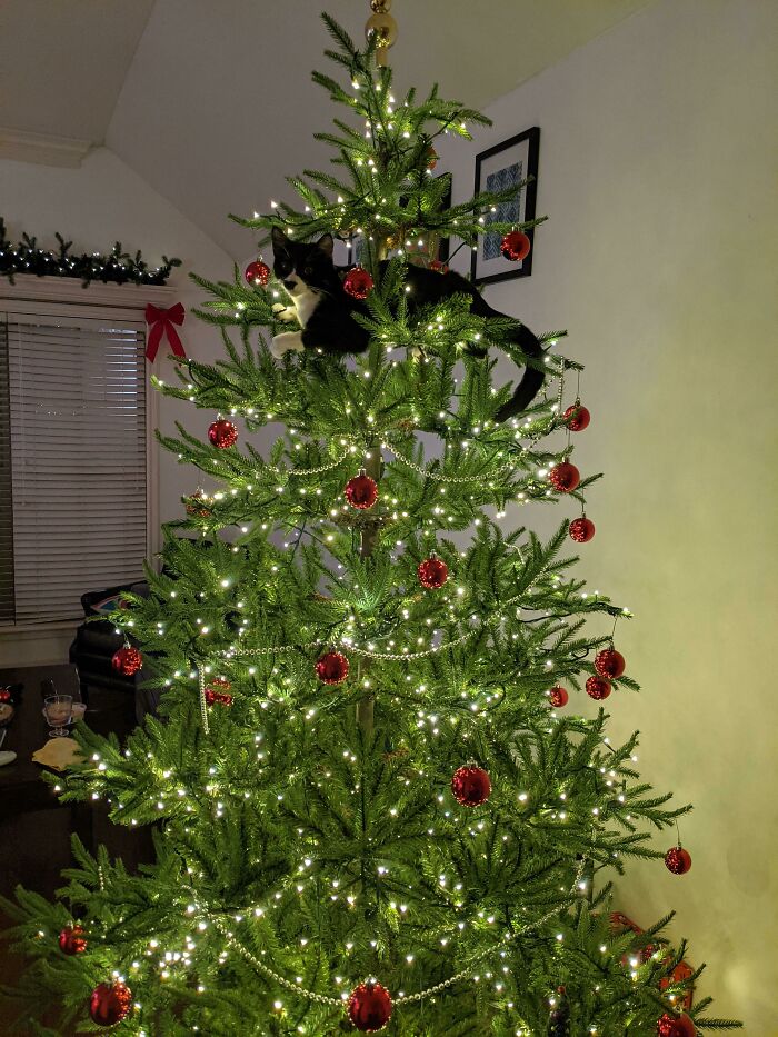 She Lives In The Tree Now