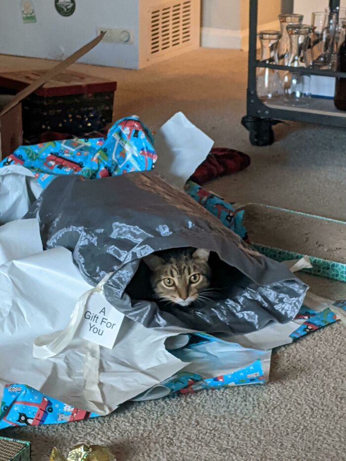 We Get Him All These Expensive Toys For Christmas, And All He Wants Is To Chill In An Amazon Bag We Get Him All These Expensive Toys For Christmas, And All He Wants Is To Chill In An Amazon Bag
