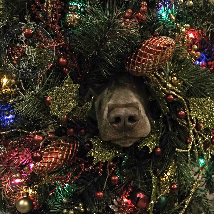 On The First Day Of Christmas My True Love Said To Me "The Dog Is Inside Our Tree" On The First Day Of Christmas My True Love Said To Me "The Dog Is Inside Our Tree"